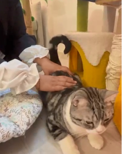 寵物芳療 Aromatherapy for Pets