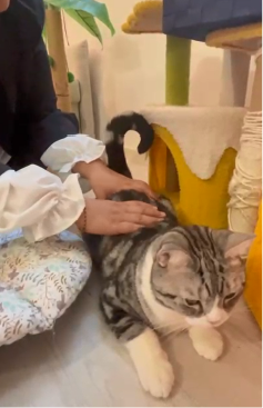 寵物芳療 Aromatherapy for Pets